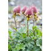 Rosas de Saron